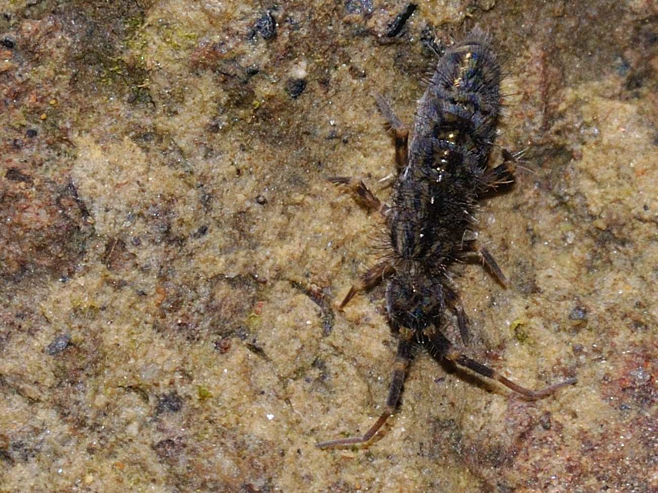 Entomobryidae - Orchesella villosa